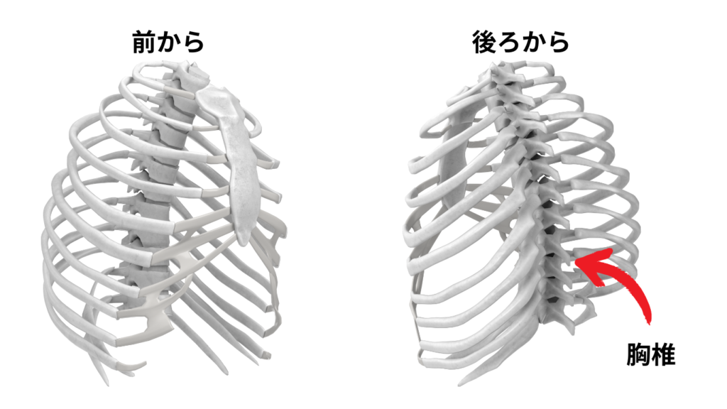 胸椎、肋骨