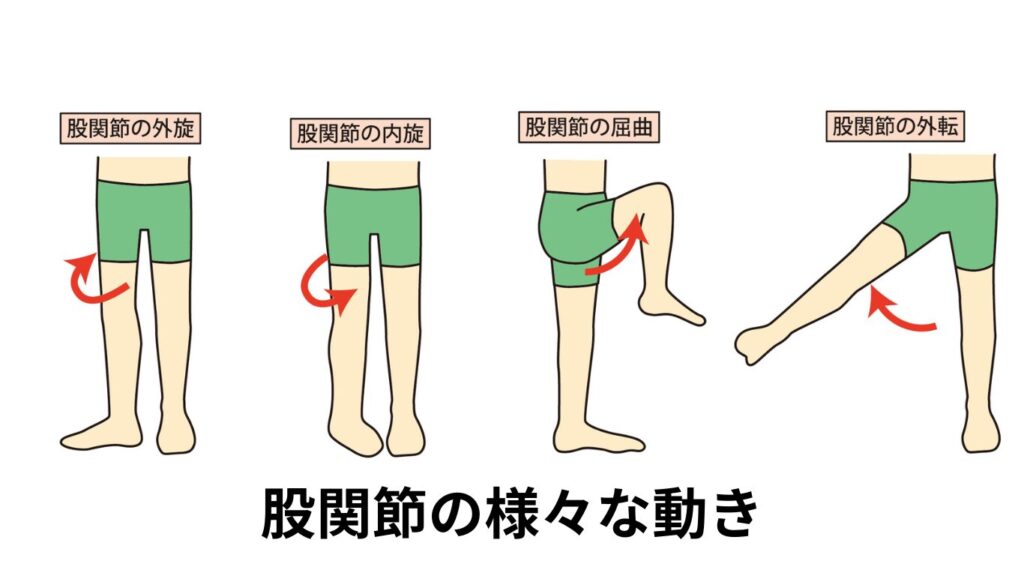 股関節の様々な動き