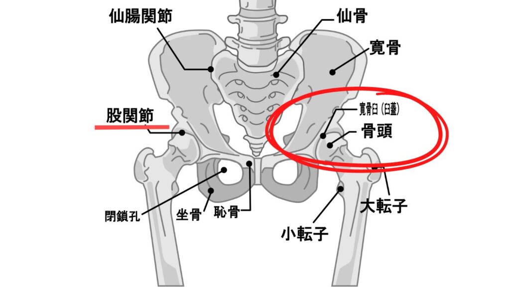 股関節　構造